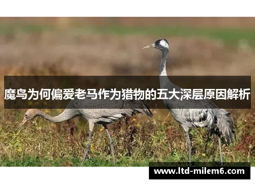 魔鸟为何偏爱老马作为猎物的五大深层原因解析